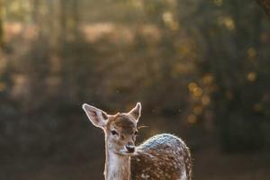 Top 10 Most Badass Names