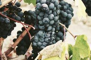 Top Ten Best Lamborghinis