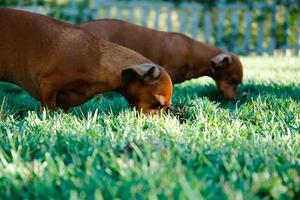 Top 10 Pokemon Go! Pokemon with the Highest Max CP