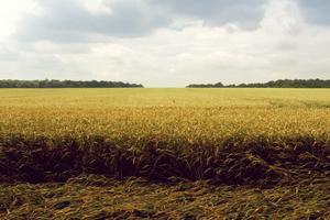 Top 10 Best Free! Pairings