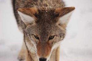 Top Ten Qualities of a Good Warrior Cats Fanfiction