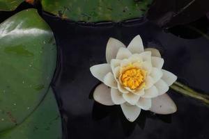 Top 10 Commonly Used Sayings or Quotes That Are False