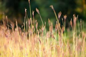 Top 10 Best Steven Universe Episode Ideas