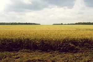 Top 10 Best Football (Soccer) Matches of All Time