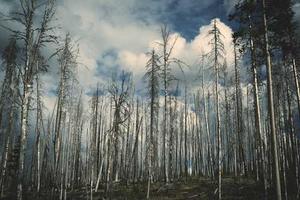 Top Ten Qualities of a Good Warrior Cats Fanfiction