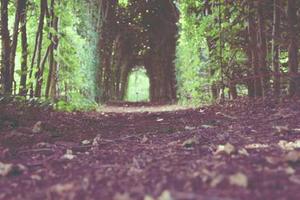 Top Ten Bankruptcy Lawyers In St. Louis