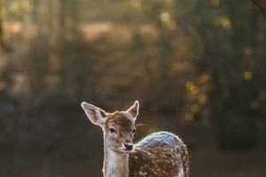 Best Australian Cars