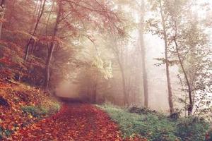 Top Ten Words for "Left" and "Right" in Different Languages